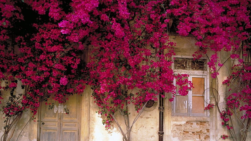flowering vines overgrowing on a facade, windows, hose, flowers, vines, door, HD wallpaper