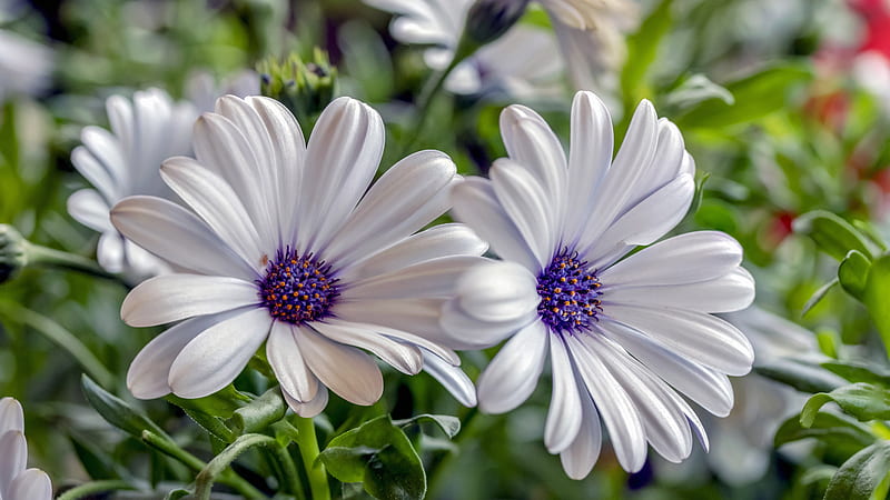 Hoa daisy trắng: Sự tinh tế và hoa mỹ của hoa daisy trắng sẽ lấn át trái tim của bạn bằng loạt hình ảnh độc đáo và tuyệt đẹp. Hãy khám phá một thế giới hoa tuyệt vời đầy phong phú với giá trị của hoa daisy trắng.