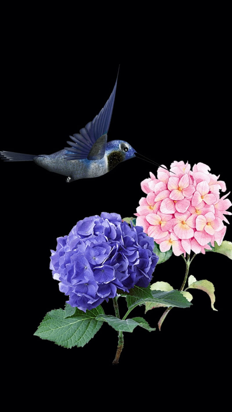 Fly By Black Colorful Flight Floral Flowers Hummingbird Hydrangia Pink Hd Mobile Wallpaper Peakpx