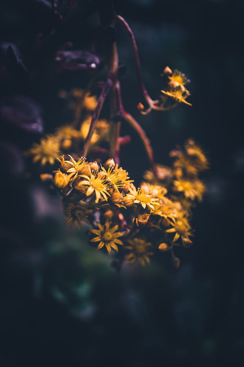 flowers, yellow, bloom, macro, blur, HD phone wallpaper