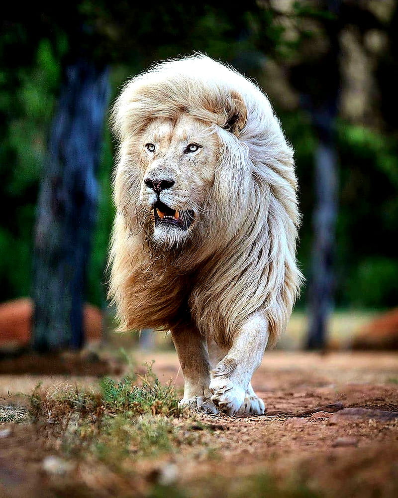 Moath bataineh, black, king, lion, lions, white, HD phone wallpaper
