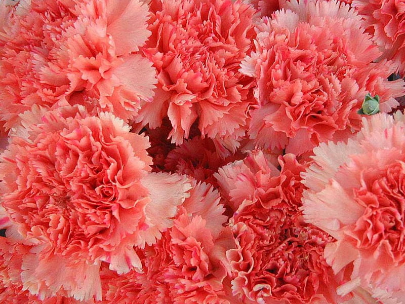 Pink Carnations, flowers, carnations, pink, HD wallpaper