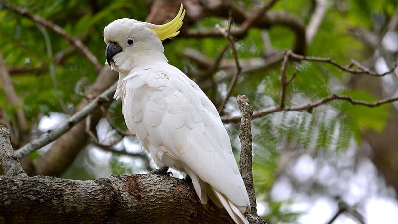 White Sulphur-Crested Cockatoo Bird Is Perching On Tree Branch Birds, HD wallpaper