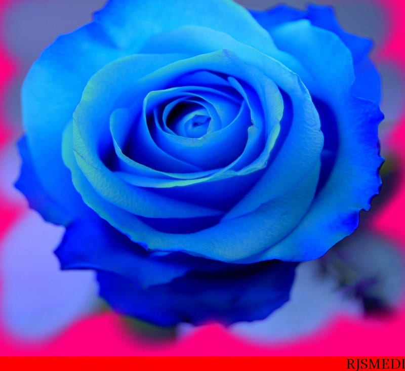 Framed Rose, flowers, rose, blue, HD wallpaper | Peakpx