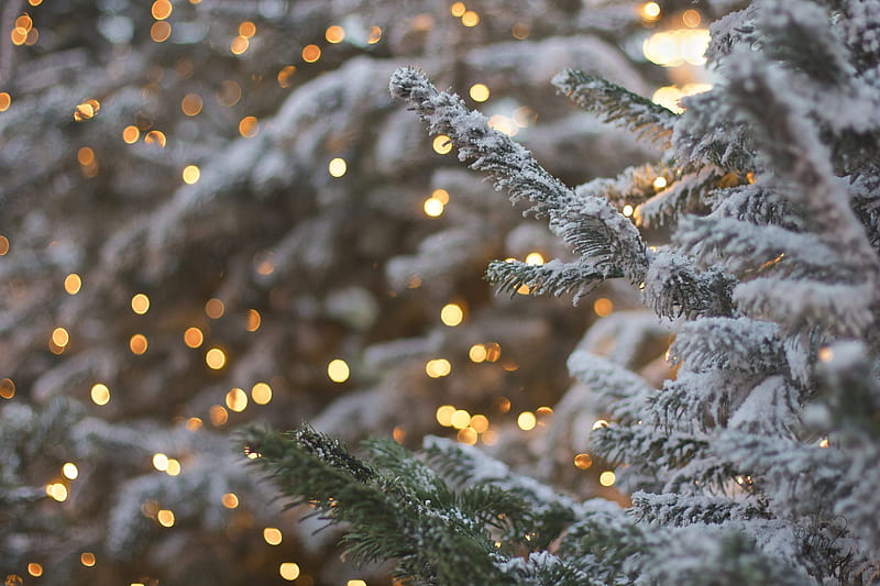 Christmas lights, christmas, lights, tree, craciun, fir, glare, HD wallpaper