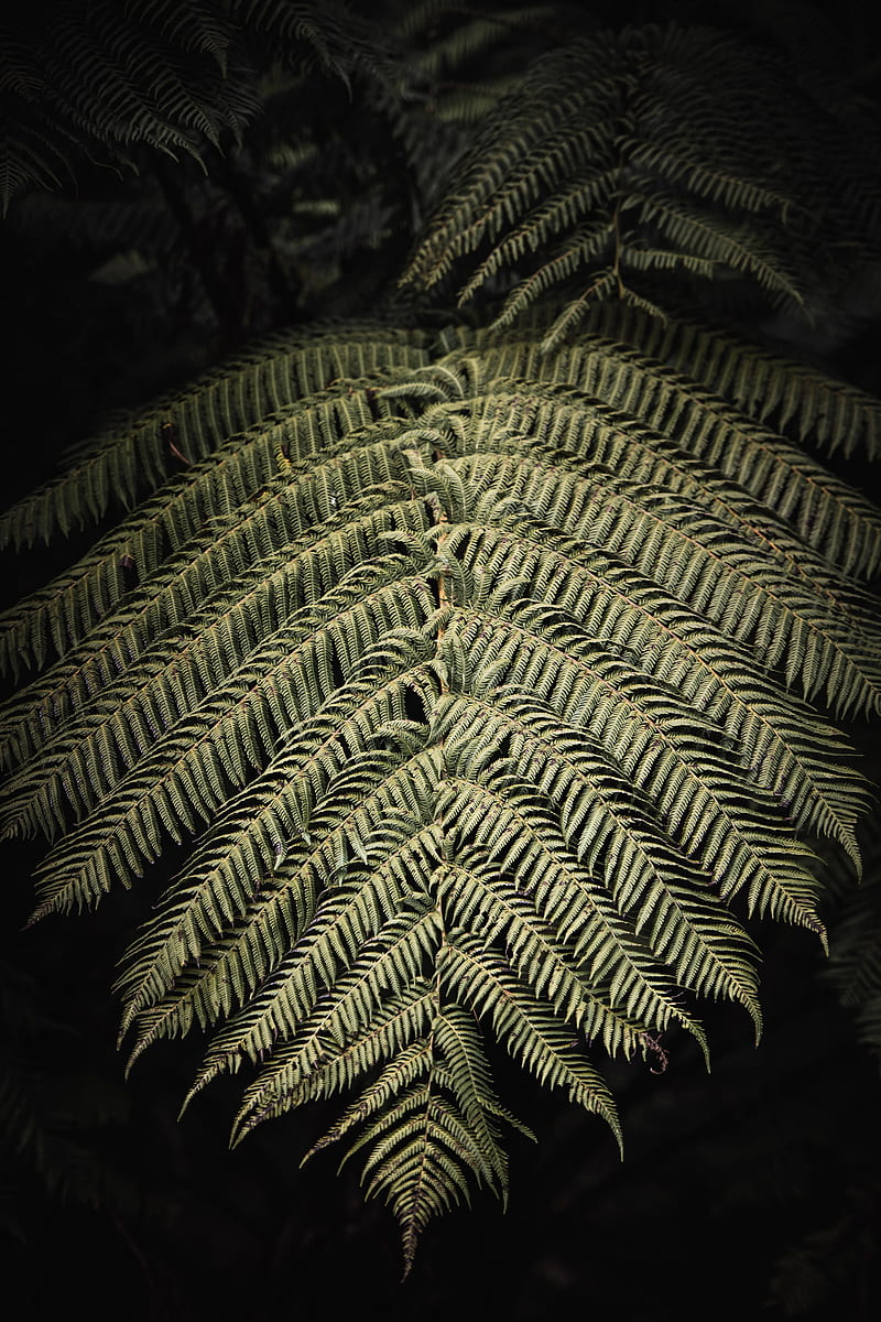 fern, branch, leaf, macro, HD phone wallpaper