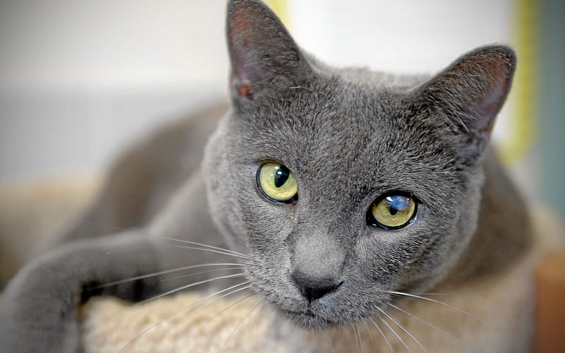 Russian Blue Cat pets, close-up, domestic cats, Russian Blue, gray cat, cats, HD wallpaper