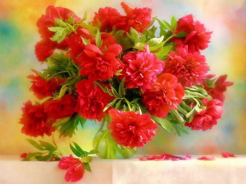 Bouquet of red peonies, red, pretty, lovely, vase, bonito, spring, peonies, still life, bouquet, flowers, harmony, HD wallpaper