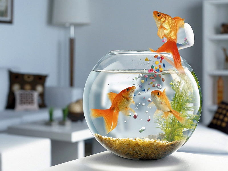 Jumping fish tank-Animal World Series, HD wallpaper