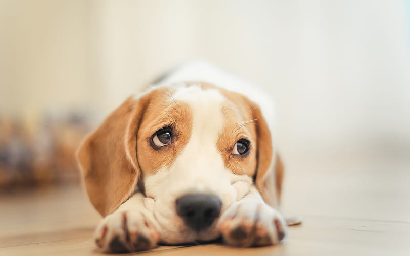 beagle, little cute puppy, pets, small dog, cute look, HD wallpaper