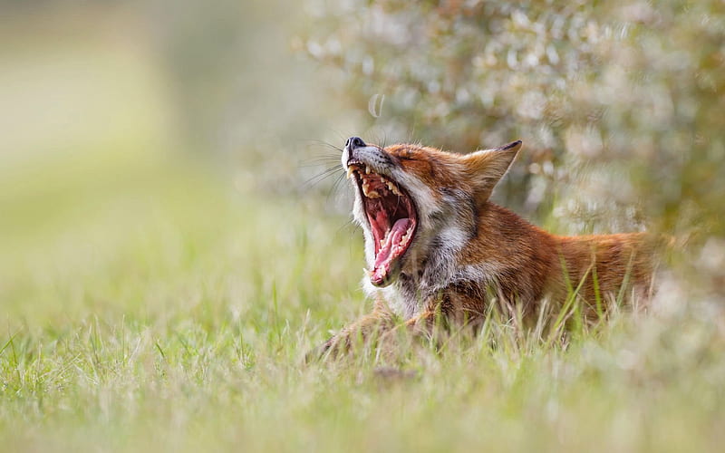fox, fauna, nature, yawn, HD wallpaper