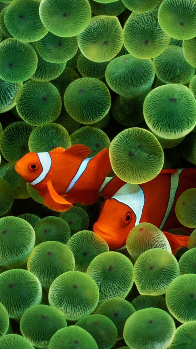 Clown Fish, 2g, clown, fish, green, ios, iphone, life, marine, nature, underwater, HD phone wallpaper