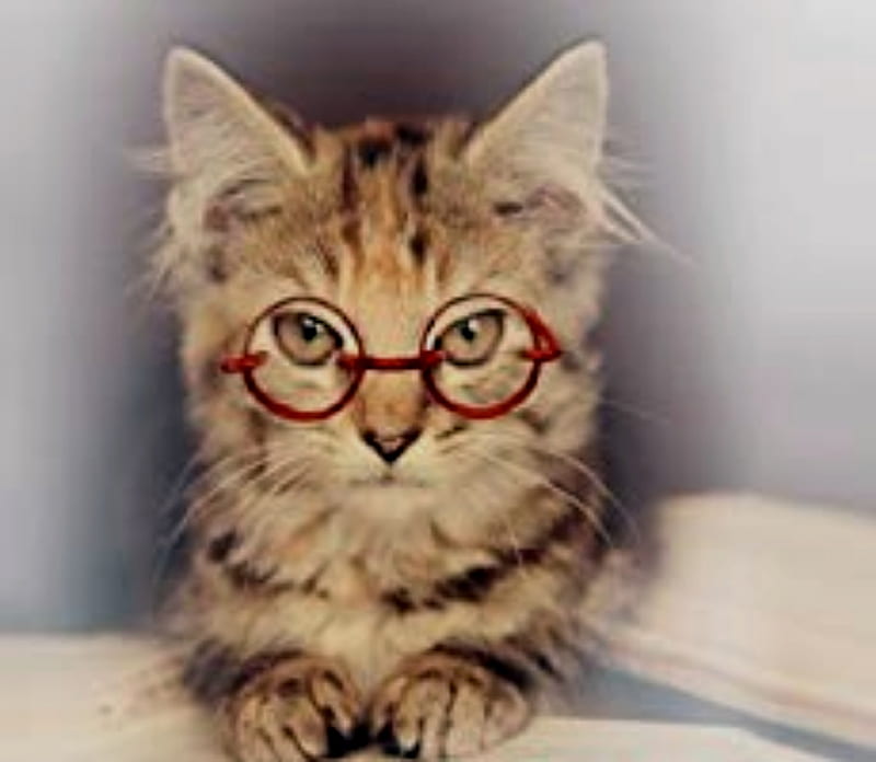 Reading Cat, Glasses, Cute, Cat, Reading, Red, HD wallpaper