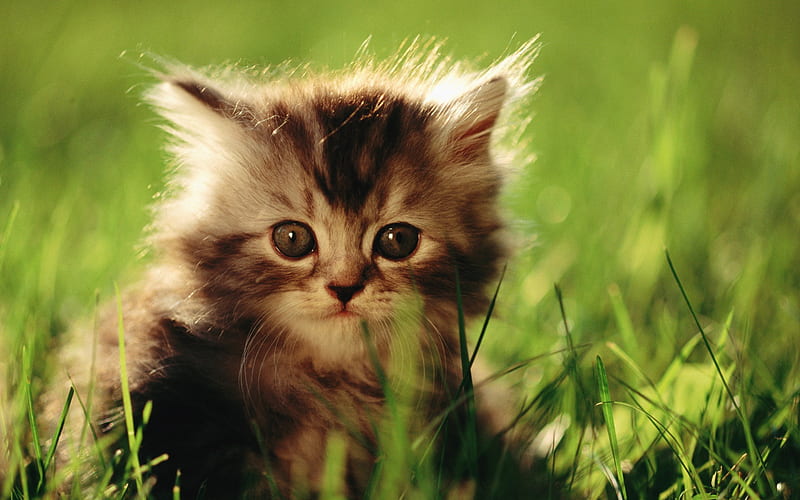 27 Sweet Baby Persian Kitten on Grass, HD wallpaper