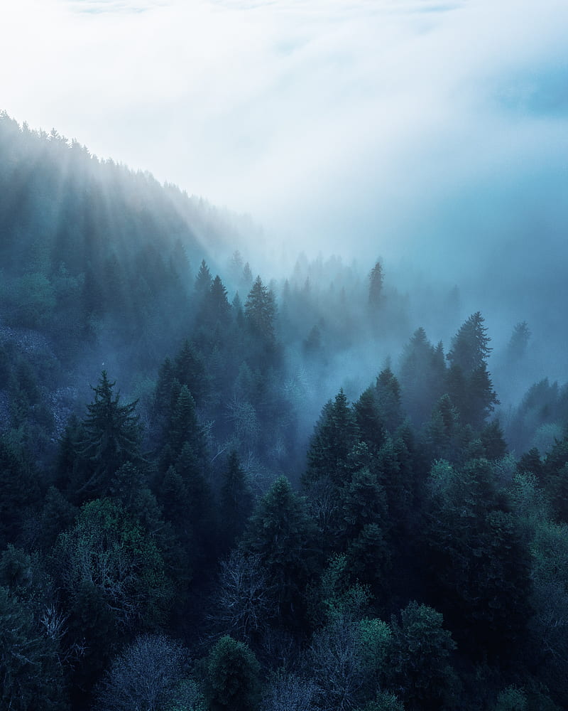 forest, trees, fog, rays, HD phone wallpaper