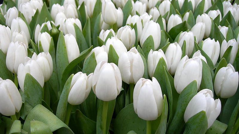 Tulips Flowers White Spring Beauty Herbs Floral Flowers, HD wallpaper