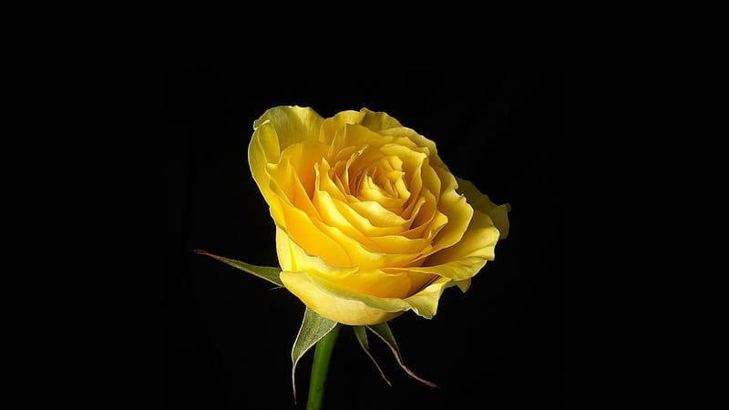 Rose of Friendship, pretty, stunning, warm, rose, perfect, yellow, bonito, double-rose black background, flowers, color, nature, HD wallpaper