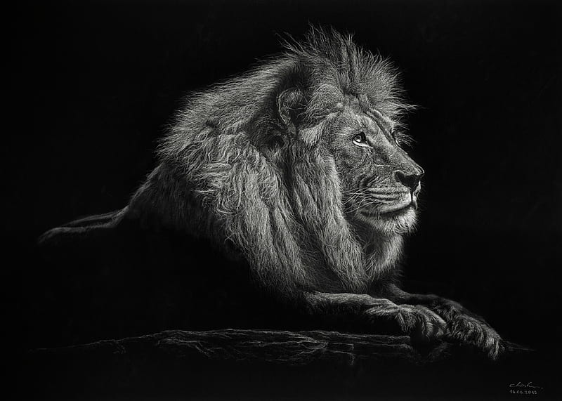 Lion, bw, big cat, king of beasts, mane, HD wallpaper | Peakpx