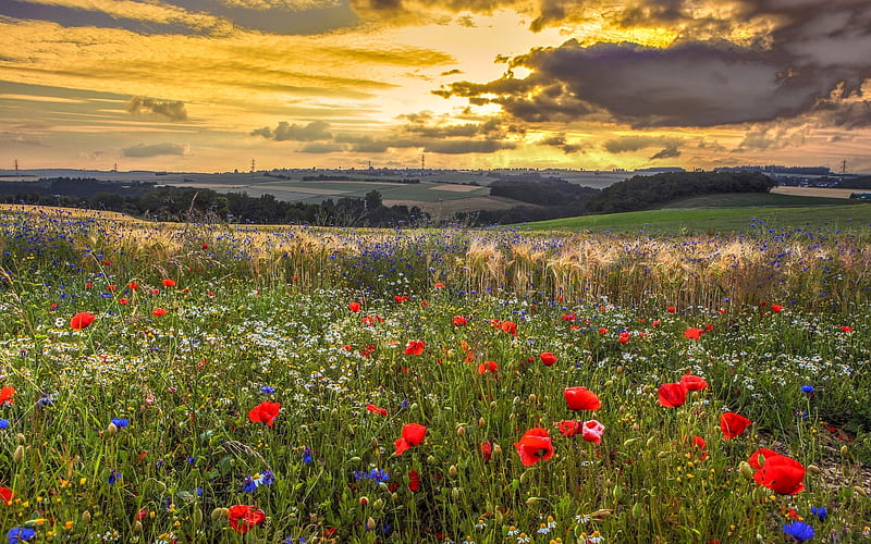 Sunset over Fields, fields, sunset, poppies, meadow, HD wallpaper