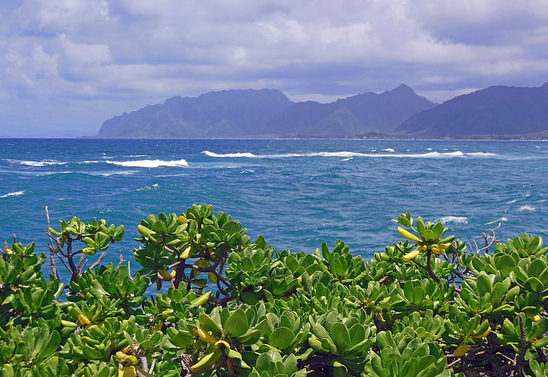 Laie Hawaii Oahu, polynesia, surf, sea, oahu, hills, exotic, islands, ocean, hawaii, waves, east, paradise, mountains, plants, coastline, island, Laie, tropical, coast, HD wallpaper