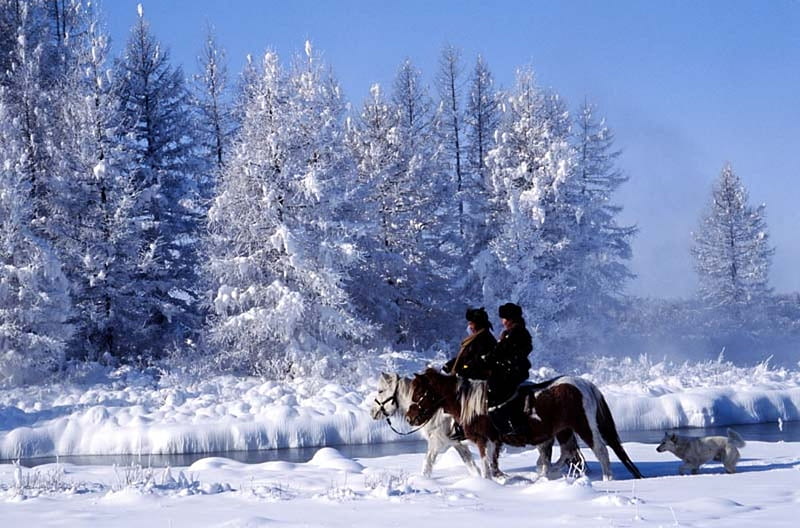 Mongolian Winter 8th Place Coldest World, Tree, Snow, Horses, People, Mongolian, Winter, HD wallpaper