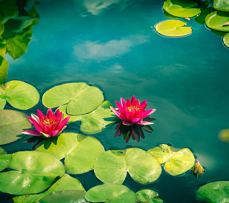 Lilly, nature, pond, water, HD wallpaper