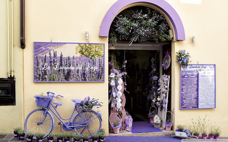 A lavender shop, house, window, bicycle, flowers, lavender, door, HD wallpaper