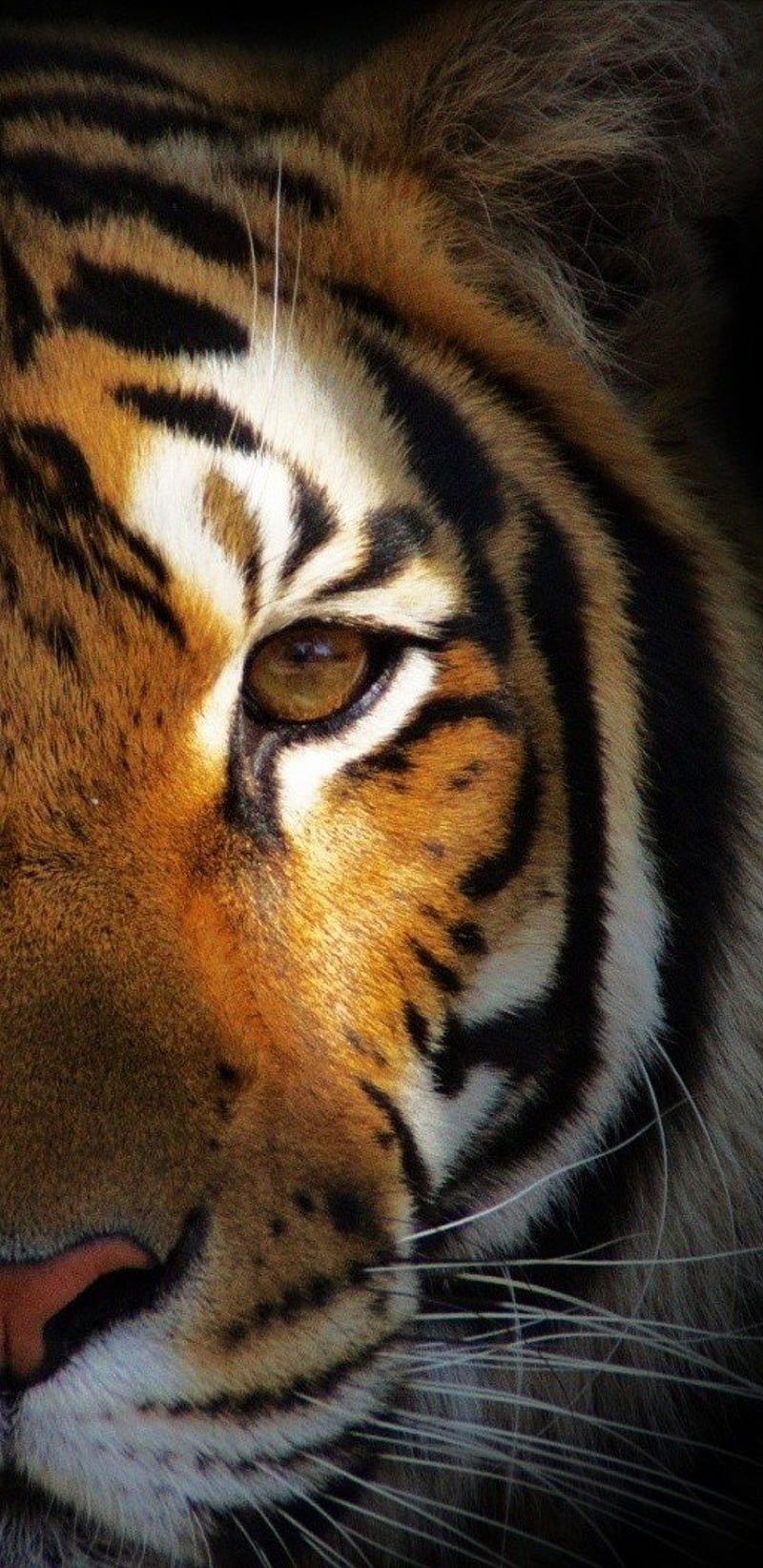 Tiger, animal, bonito, black, eye, light, nature, orange, white, HD phone wallpaper