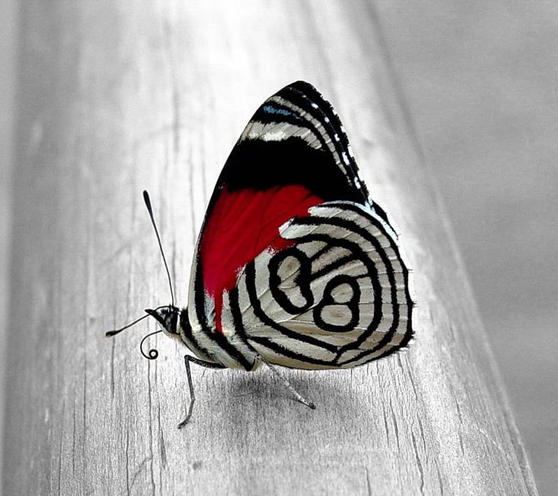 Beautiful Butterfly, 3d, animal natural, nature, new, nice, HD wallpaper