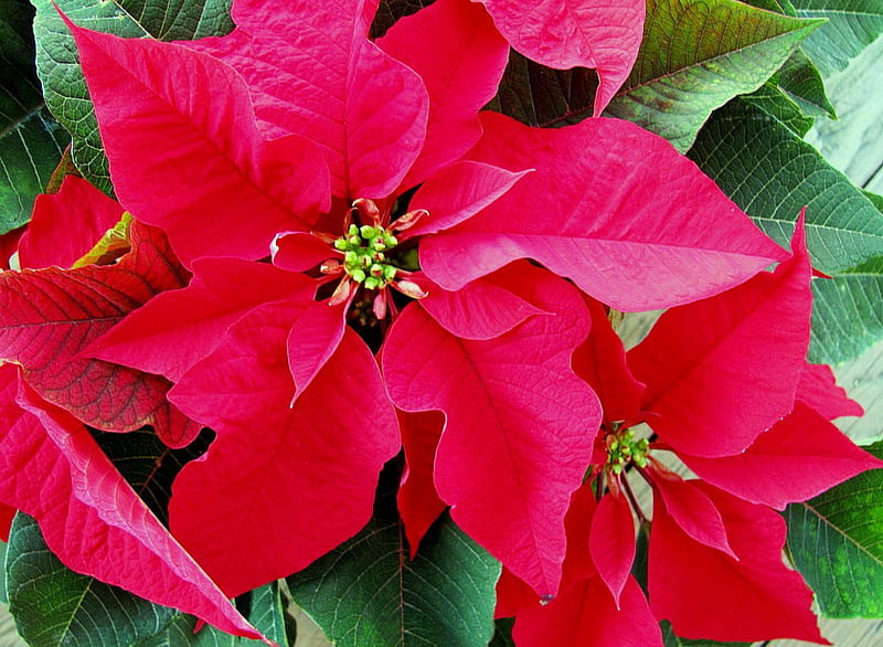 Christmas Pink, leaves, christmas, flower, nature, blooms, pink ...