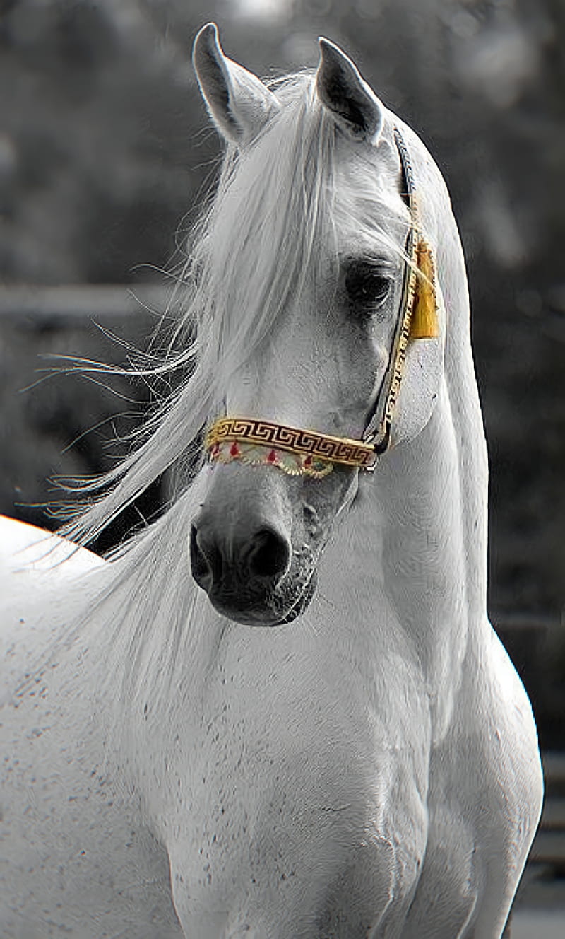 Arabian horse , animals, bonito, horses, legend, white, HD phone wallpaper