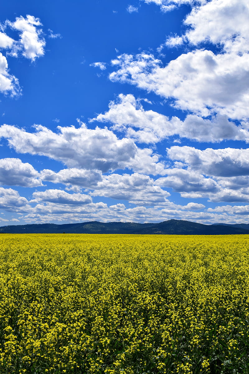 Canola Field, bonito, blue sky, bright, clouds, flowers, nature, outdoors, summer, sunshine, HD phone wallpaper