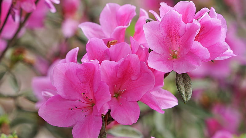 Pink Petal Azalea Flower Flowers, HD wallpaper