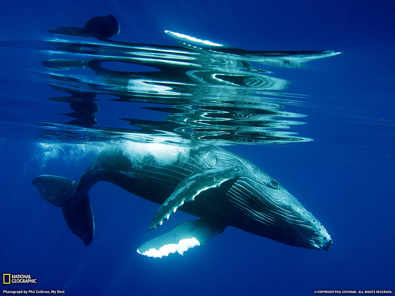 Blue Whale, mammal, marin, whale, blue, HD wallpaper