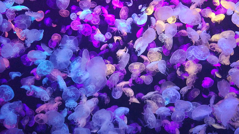 jellyfish, underwater world, glow, neon, phosphorus, HD wallpaper
