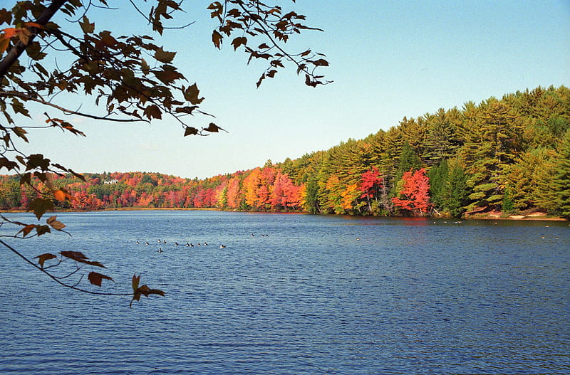Lakes, Lake, Fall, Massachusetts, HD wallpaper