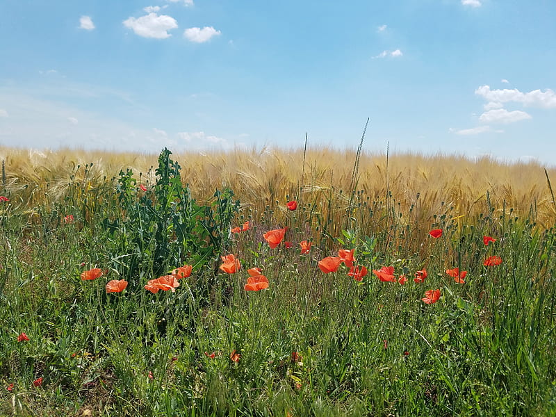 Hungarian field, debrecen, flower, hungary, nature, red, HD wallpaper