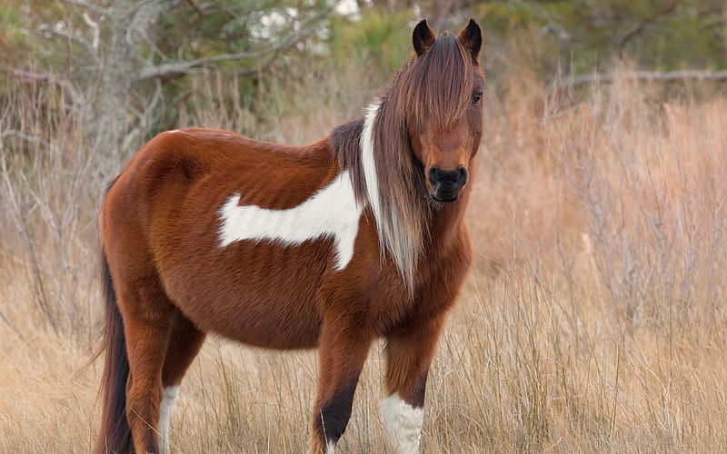 brown horse, cute animals, horses, wildlife, field, HD wallpaper