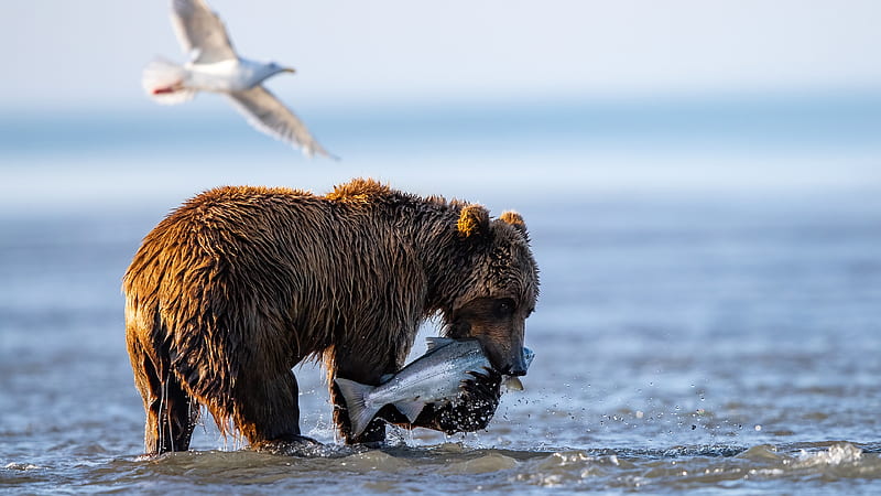 Brown Bear Catch A Fish From Water Animals, HD wallpaper
