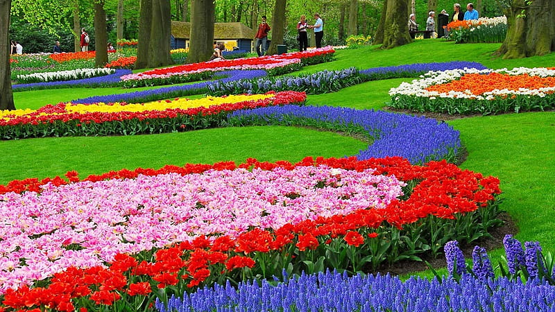 follow the flower path, colors, garden, flowers, many, HD wallpaper