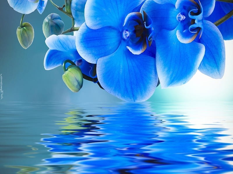 Orquídeas azules, agua, reflexión, flores, azul, Fondo de pantalla HD |  Peakpx