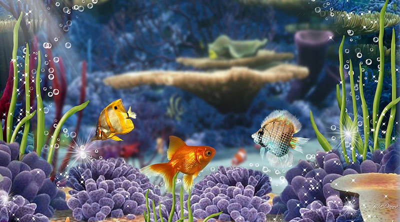 Heavenly Fish, grass, fish, aquarium, ocean, coral, sea, water, plants, bubbles, HD wallpaper