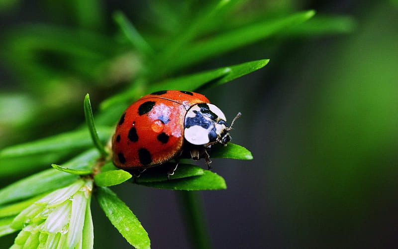 Nine-Spotted Ladybug, HD wallpaper