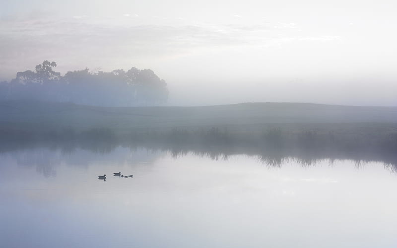 Ducks on a Misty Pond, HD wallpaper