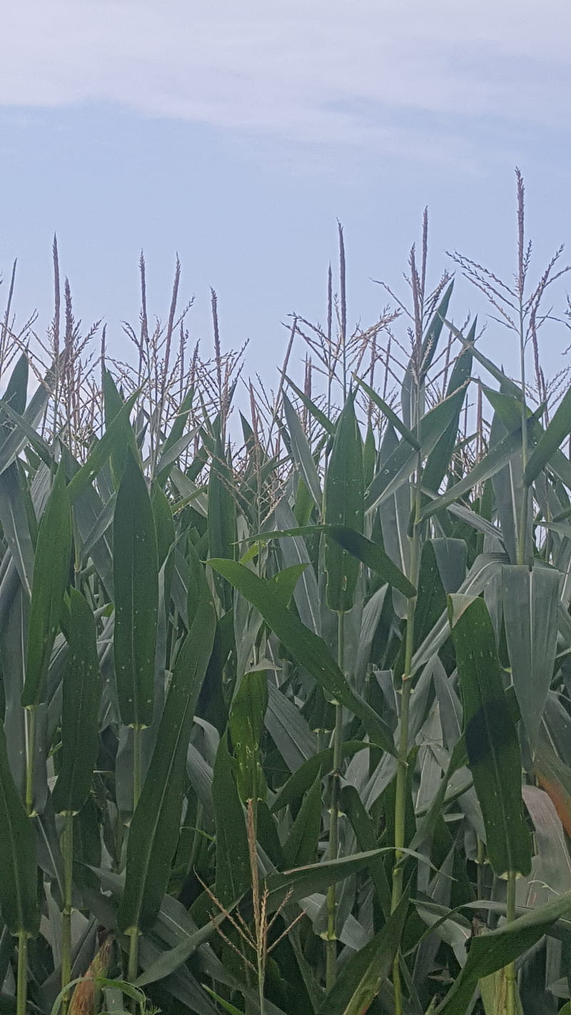 Cornfield Sky, corn, crop, crops, farm, farming, farms, harvest, sunshine, HD phone wallpaper