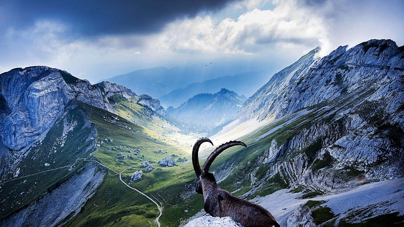 Goat at Pilatus, Switzerland, Alps, Mountains, Trees, Goat, Grass, HD wallpaper