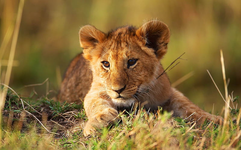 lion cub grass-Animal, HD wallpaper