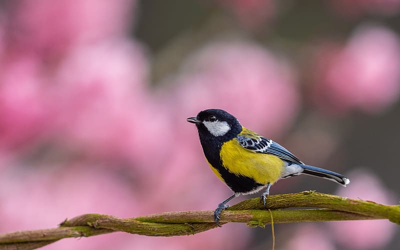Great Tit, black, pink, blue tit, bird, yellow, nature, pitigoi, pasari, HD wallpaper