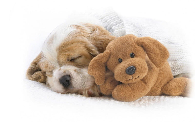 snoozing with snuggles, cute, pet, animal, dog, HD wallpaper
