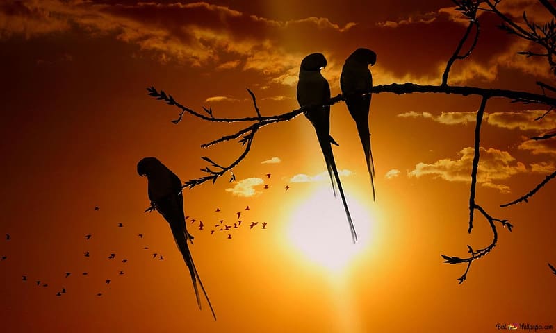 Parrots sitting on a tree branch at sunset, ulo, naplemente, felho, sarga egbolt, papagajok, repulo, madarak, faagon, HD wallpaper